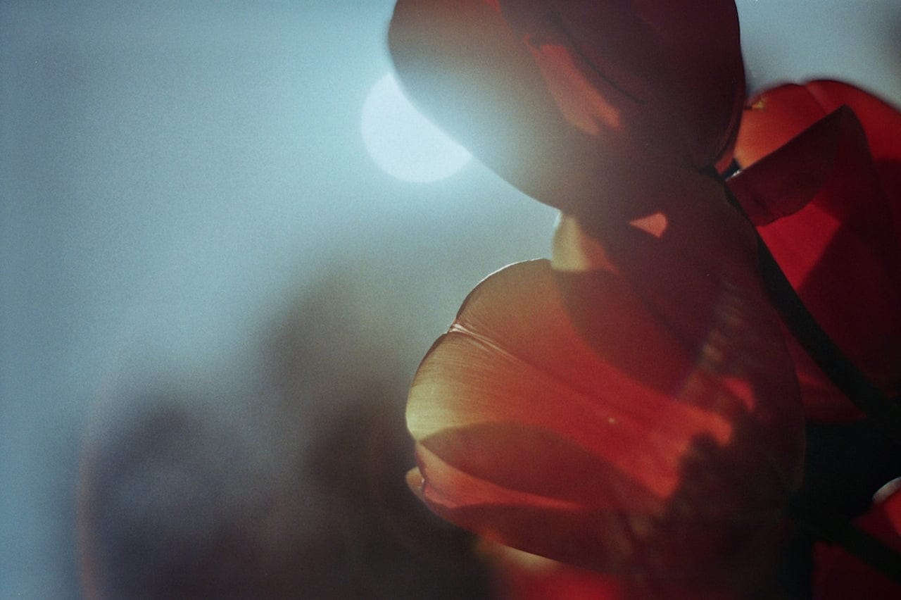 Red flowers backlit in soft blue light, cover image for why we self-sabotage
